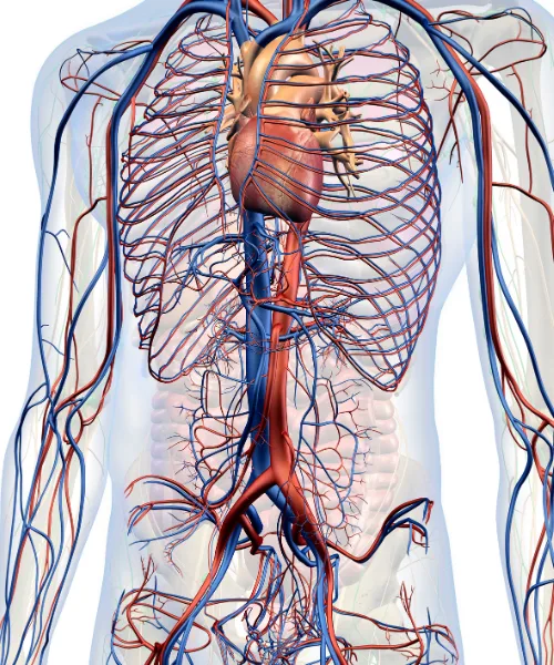 Infarto: Guía experta para la prevención y cuidado de tu corazón en Villahermosa